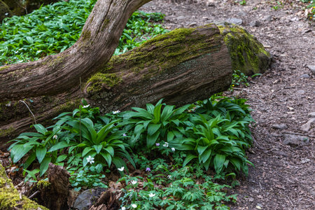 tree trunk in the woods with wild garlic