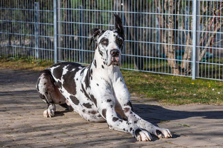 beautiful great dane lying on the groundの写真素材