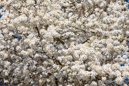 bright background of white blossoms in spring