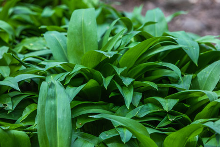 background detail of the leaves of wild garlic