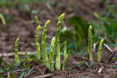 fresh green asparagus grows on the fieldの写真素材