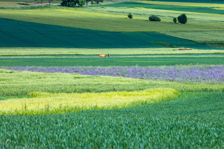 scenic landscape with green fields of grain in summerの写真素材