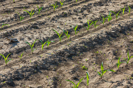young corn grows on the fieldの写真素材