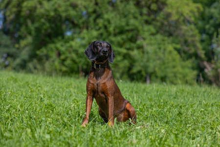bloodhound sits on a green meadow in summerの写真素材