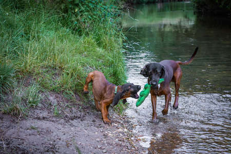 dog school for bavarian mountain dog pupの写真素材