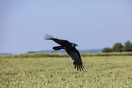 crow with spread wings soaring over grain field