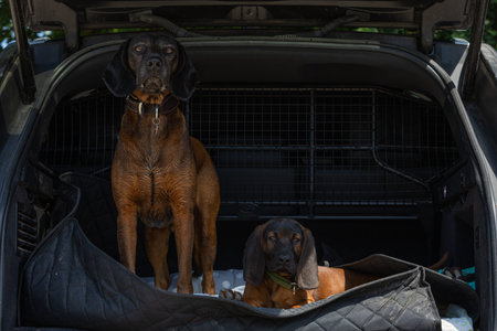 old and young bavarian mountain dogs in the trunk of a car