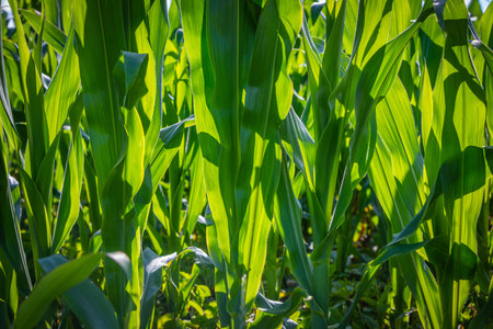 leaves of corn plants in detail
