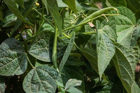 detail of beans growing in the garden