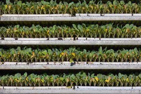 cabbage bedding plants stacked