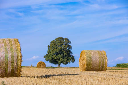 straw balls and tree on a field in summerの写真素材