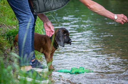 dog trainer tries to lure a puppy into the water with toysの写真素材
