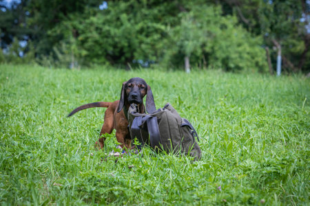cute sniffer dog puppy is interested in backpackの写真素材