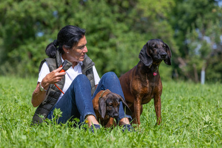 trainer schooling two tracker dogs on a green meadowの写真素材