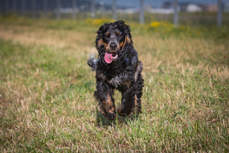 running cocker spaniel on a meadowの写真素材