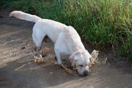 white labrador splashes through puddle of waterの写真素材