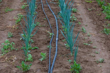 artificial watering with drop watering from hosesの写真素材