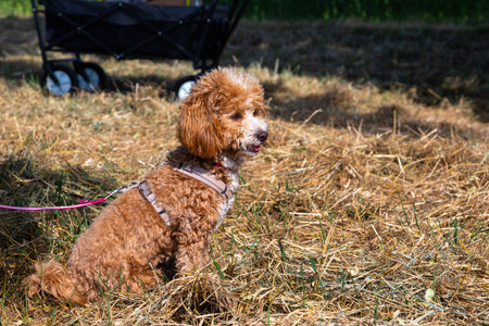 brown poodle sitting relaxed during dog schoolの写真素材