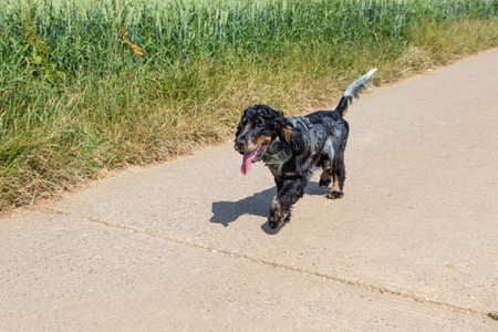cocker spaniel pet dog on a roadの写真素材