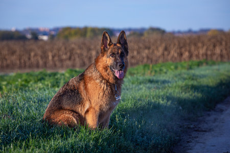 german shepherd dog sitting beside the roadの写真素材