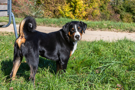 Appenzeller mountain dog stands in grass and staresの写真素材