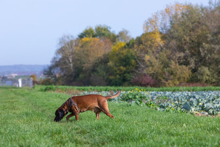 tracker dog sniffs in the grass to find the trackの写真素材