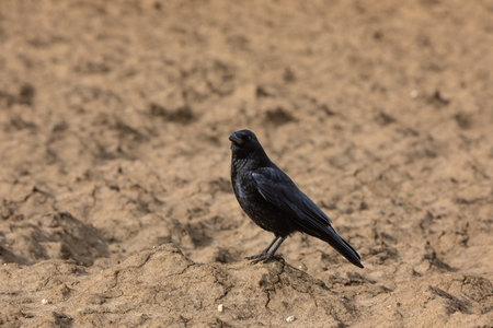 one crow sitting on an empty field looking for foodの写真素材