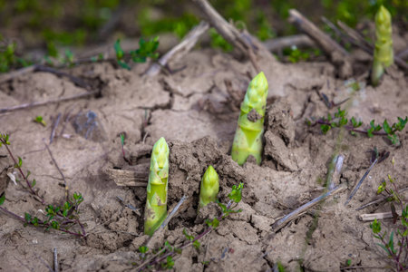 green asparagus sprouts breaking through the soilの写真素材