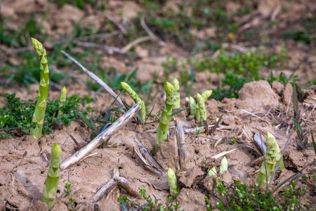 green asparagus plants grows in the gardenの写真素材