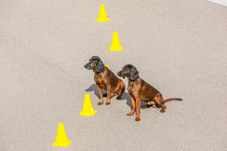 two tracker dogs waiting relaxed for commandの写真素材
