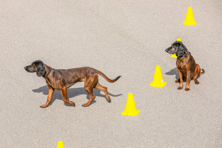one dog waits the other walks to trainer