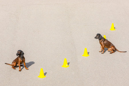 search dogs waiting for command in sitting position