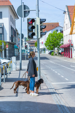 woman crossing the street at a traffic light with her tracker dogsの写真素材