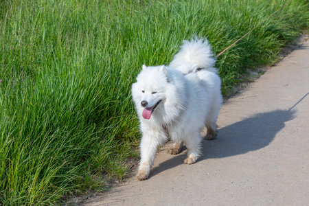 white samoyed dog waks in sunshine beside green grassの写真素材