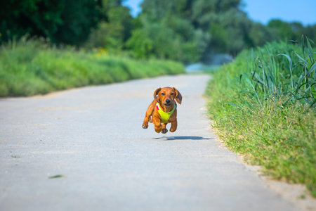 cute teckel dog running fast to keep up with othersの写真素材