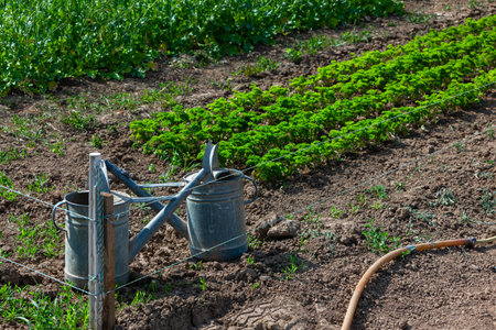 watering cans in front of rows of parsely and watering pipe in summerの写真素材