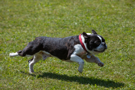 French bulldog running at full speed on a green meadowの写真素材