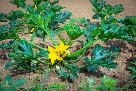 zucchini plant with beautiful blossom growing in the gardenの写真素材