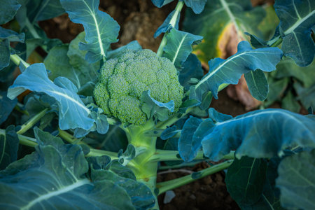 fully grown broccoli plant on a field outside ready for harvestの写真素材