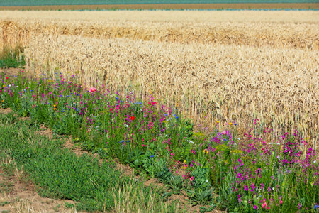 flower insect strips along the wheat field for animal protectionの写真素材