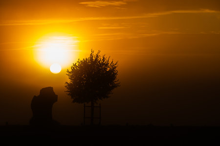 old tree stem and young tree at sunrise with orange cloudsの写真素材