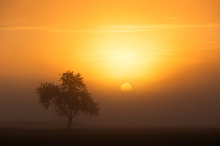 single tree at sunrise with fog and orange lightの写真素材