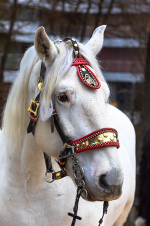 beautiful portrait of a white coach horse with halterの写真素材