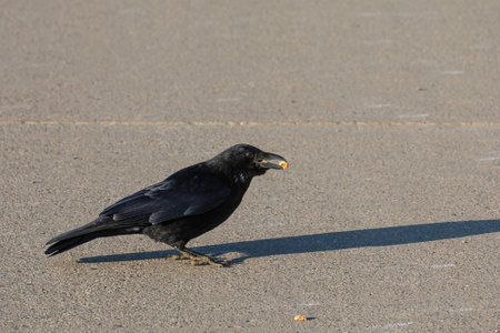 crow holding some nuts in its beakの写真素材