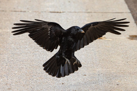 close up of a crow with spread wings while landingの写真素材