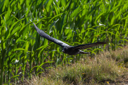 close up of a crow flying with spread wingsの写真素材