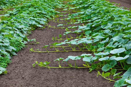 pumkin plant spreading on the soil on the fieldの写真素材