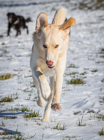 white dog running in the snow at full speedの写真素材