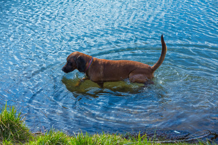 Bavarian mountain dog takes a bath in a lake on a hot summer dayの写真素材