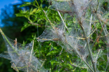 caterpiller infestation on a bush in natureの写真素材
